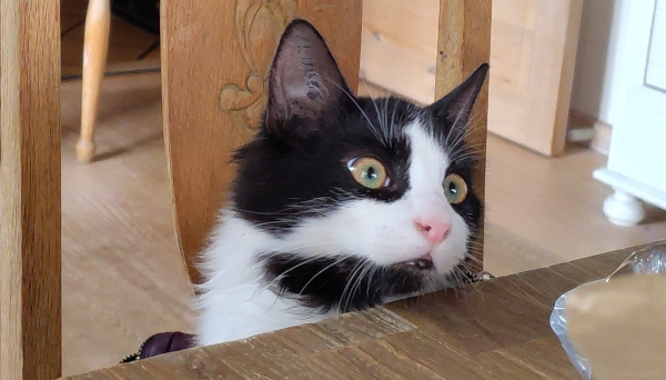 Gilbertil on ütlemist